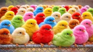 Colorful Chicks Ki Entry 🌈 | Nazik Persian Billa Chhupa | New Dog Hassan Full Action