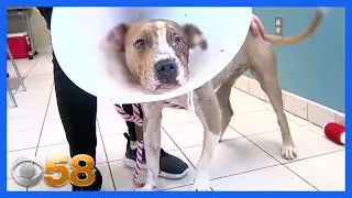 Dog believed to have been intentionally set on fire, recovering at local shelter