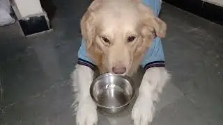 DOES DOGS ALSO HAVE MENTAL AND PHYSICAL TRAUMA?