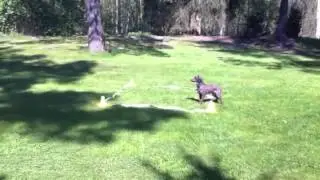 Puudeli k&auml;y kauppaa