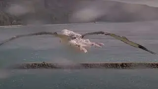Royal Albatross Chick Shows Impressive Hovering Skills During Blustering Afternoon In New Zealand