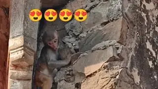 Wow  baby monkey so active 🐒😍😘🥰🐒 !! active baby monkey's !! monkey's are so active #viral #youtube