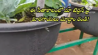 సీతాకాలంలో మా టెర్రస్ పై కూరగాయలు చూద్దాం రండి!