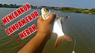 IKAN LAMPAM EKOR MERAH LOMBONG JENDERAM