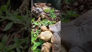 Tortoises munch on their favorite weed #asmr
