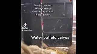 Loading our animals, safely! Bison and water buffalo!