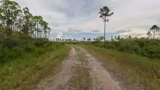 Mallory Swamp