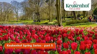 Keukenhof Spring Series part 5 | Keukenhof 2021🌷
