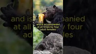 BUBBLE From a LABORATORY chimpanzee to a LUXURY LIFE #MillionairePets