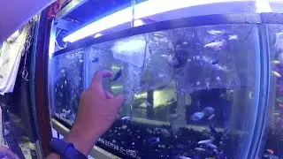 &iexcl;COMPRE NUEVOS PECES BETTA! (HEMBRA) &iquest;Nuevo proyecto?  - YayoVlogs