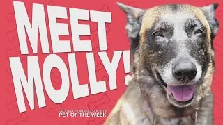 Pet Rescue of the Week: Molly