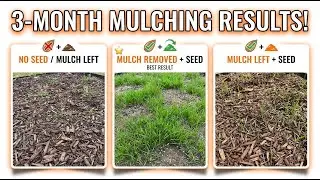 3-Month Update: Mulching + Grass Seed Experiment Results
