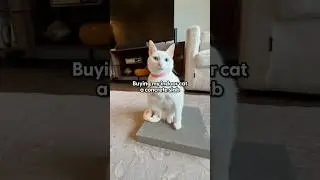 Is This the Most Random Cat Obsession Ever? | The Pack
