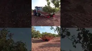 &iquest;Como se hace la Recolecci&oacute;n de pistache?