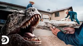 Esqueleto de Tiranossauro Rex à venda | Caçadores de Dinossauros | Discovery Brasil