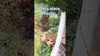 on&ccedil;a ataca Pastor Alem&atilde;o #animals #nature #africa #amazonia #biology #once #shorts