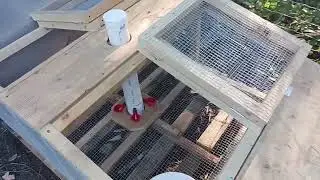 Quail cage setups