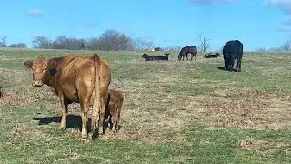 Daily cow checking