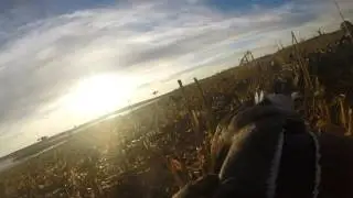 North Dakota Mallards