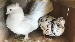 Mera Pehla Pigeon Vlog 😍😍| Kabootar Baazi Ka Deewanapan | Sentinel Kabootar