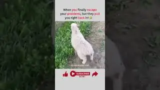 When You Escape, But Life Pulls You Back In! 😂🐐 | Epic Goat Fail Raja Usman Arshad #thegoatlife #lol