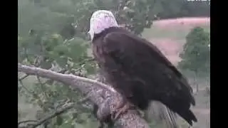 Panning at Decorah bald eagle nest,you can see the nictitating membrane 20/5/2012