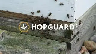 Happy Bees
