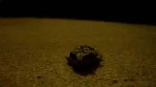Frog eats ants