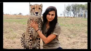 Cheetahs Raised By Meerkats?! - Volunteer Southern Africa