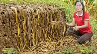 Harvesting Wild Eels & Frogs from Rice Fields & Goes Market to Sell – Living Close to Nature