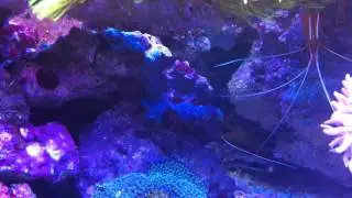 Aiptasia Eating Filefish