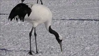 Red-crowned cranes - Eating at Akan International Crane Center