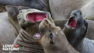 The Most Dangerous Road Trip | Animal Empires 105