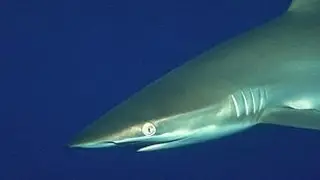 Shark CANO! Sharks are filmed swimming inside the crater of an active volcano 150ft underwater