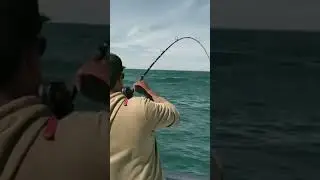 Pesca de garropa, #shorts