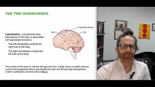 Biopsychology (Chapter 3 Openstax Psychology 2e)