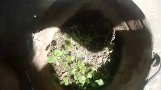 my garden main sparrow kay baby ki awaz zarior sunahi