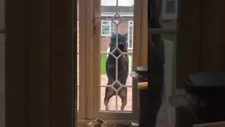 Rottweiler Dog scratching On Glass 💥😈