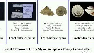 List of Mollusca of Order Stylommatophora Family Geomitridae. trochoidea elegans caroni picardi