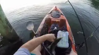 Jigging For Jumbo White Perch