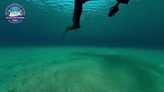 weever fish attack