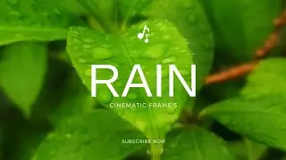 RAIN - Cinematic Nature Sounds & Visuals | Relaxing Ambient Video ✨