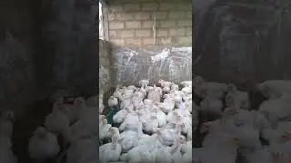 poulet de chair