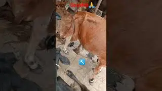 #Gaushala short video 🙏🥀