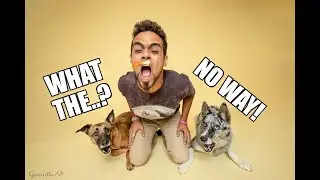 האיש עם הכלבים - תפוס אותי אם תוכל |  ME&MY DOGZ - CATCH ME IF YOU CAN
