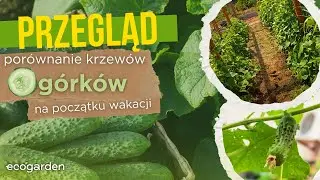 Og&oacute;rki wg ECOGARDEN vs. uprawa TRADYCYJNA - letnie por&oacute;wnanie.