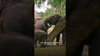 Elephants need family! | #TheElephantHospital #EarthX #Shorts