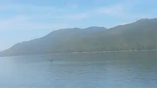 WHALE ENCOUNTER | TRACY ARM FJORD | JUNEAU | ALASKA | USA