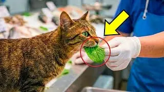 Cat Brings Leaf To Buy Fish   Seller's Reaction Will Melt Your Heart!!