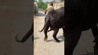 Buffalo Angry #buffalo #bulls #cow #peshawar